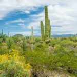 beautiful-scenery-different-cacti-wildflowers-sonoran-desert-outside-tucson-arizona
