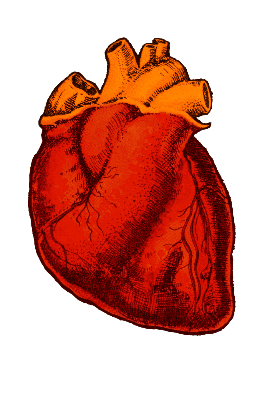 Coração ilustrado da Revista Aorta